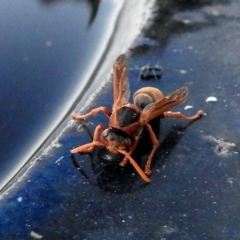 Polistes (Polistella) humilis (Common Paper Wasp) at Macarthur, ACT - 7 Feb 2018 by RodDeb