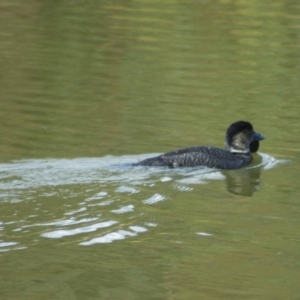 Biziura lobata at Paddys River, ACT - 16 Jul 2009