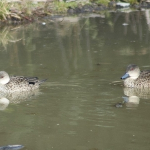 Anas gracilis at Paddys River, ACT - 16 Jul 2009