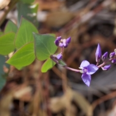 Veronica perfoliata (Digger's Speedwell) at Cotter River, ACT - 22 Mar 2009 by KMcCue