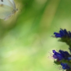 Pieris rapae (Cabbage White) at Booth, ACT - 17 Jan 2018 by KMcCue