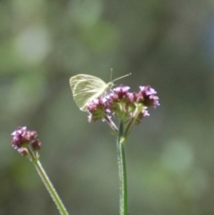 Pieris rapae at Booth, ACT - 18 Jan 2018