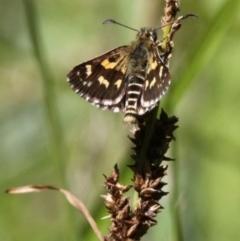 Hesperilla munionga (Alpine Sedge-Skipper) at Cotter River, ACT - 4 Feb 2018 by HarveyPerkins