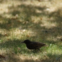 Sturnus vulgaris (Common Starling) at Parkes, ACT - 7 Feb 2018 by Tammy