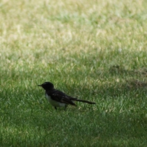 Rhipidura leucophrys at Parkes, ACT - 7 Feb 2018