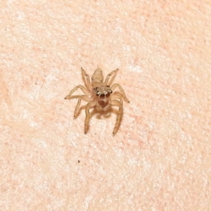 Salticidae (family) at Fadden, ACT - 30 Jan 2018 07:19 PM