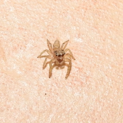 Salticidae (family) (Unidentified Jumping spider) at Fadden, ACT - 30 Jan 2018 by YumiCallaway