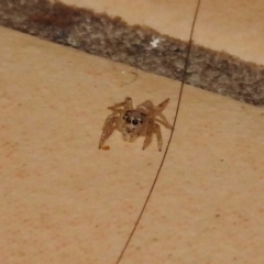 Salticidae (family) at Fadden, ACT - 30 Jan 2018