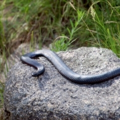 Pseudechis porphyriacus (Red-bellied Black Snake) at Booth, ACT - 1 Feb 2018 by KMcCue