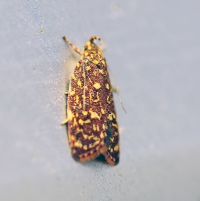 Syringoseca rhodoxantha (A Concealer moth (Wingia group)) at O'Connor, ACT - 7 Feb 2018 by ibaird