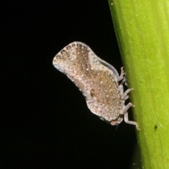 Massila sp. (genus) (Unidentified Massila planthopper) at Melba, ACT - 13 Nov 2017 by PeteWoodall