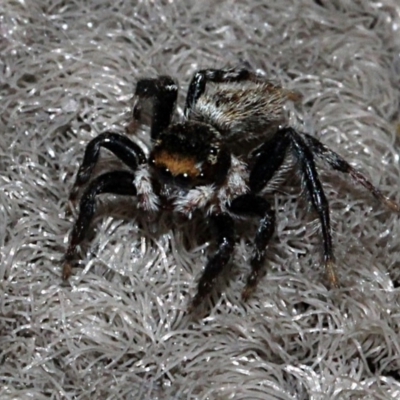 Maratus griseus (Jumping spider) at Melba, ACT - 12 Nov 2017 by PeteWoodall
