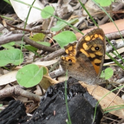 Geitoneura klugii (Marbled Xenica) at Paddys River, ACT - 6 Feb 2018 by RobParnell