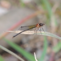 Nososticta solida (Orange Threadtail) at Molonglo Valley, ACT - 26 Jan 2018 by MichaelBedingfield