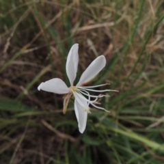 Oenothera lindheimeri (Clockweed) at Molonglo River Reserve - 26 Jan 2018 by michaelb