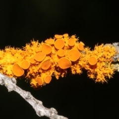 Teloschistes sp. (genus) (A lichen) at Melba, ACT - 12 Nov 2017 by PeteWoodall