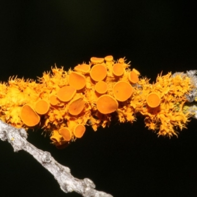 Teloschistes sp. (genus) (A lichen) at Melba, ACT - 12 Nov 2017 by PeteWoodall