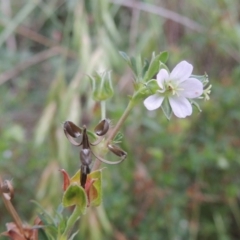 Geranium sp. Pleated sepals (D.E.Albrecht 4707) Vic. Herbarium at Molonglo River Reserve - 26 Jan 2018 by michaelb