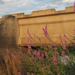 Lythrum salicaria at Molonglo River Reserve - 26 Jan 2018