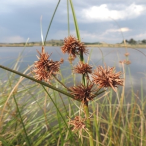 Cyperus gunnii subsp. gunnii at Weston Creek, ACT - 26 Jan 2018 07:02 PM