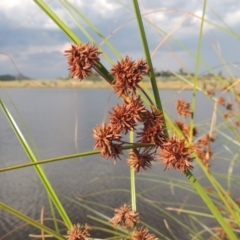 Cyperus gunnii subsp. gunnii at Weston Creek, ACT - 26 Jan 2018 07:02 PM