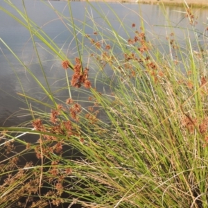 Cyperus gunnii subsp. gunnii at Weston Creek, ACT - 26 Jan 2018 07:02 PM