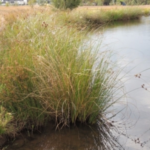 Cyperus gunnii subsp. gunnii at Weston Creek, ACT - 26 Jan 2018 07:02 PM