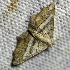 Dissomorphia australiaria (Dashed Geometrid, Ennominae) at O'Connor, ACT - 7 Feb 2018 by ibaird