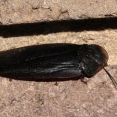 Laxta granicollis (Common bark or trilobite cockroach) at O'Connor, ACT - 19 Nov 2017 by PeteWoodall