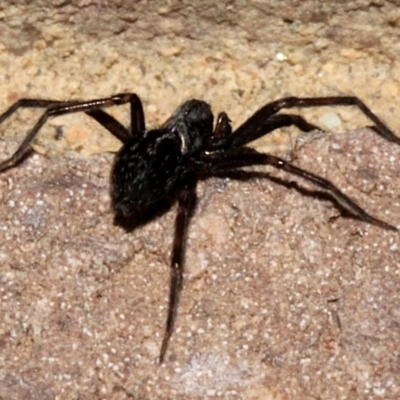 Badumna insignis (Black House Spider) at O'Connor, ACT - 19 Nov 2017 by PeteWoodall