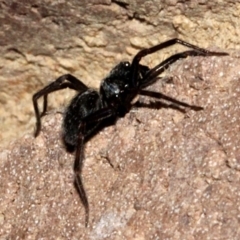 Badumna insignis at O'Connor, ACT - 19 Nov 2017 08:51 PM