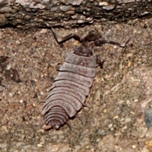 Porcellionides pruinosus at O'Connor, ACT - 19 Nov 2017