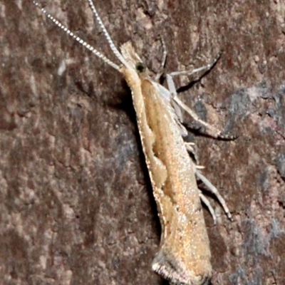 Plutella xylostella (Diamondback Moth) at O'Connor, ACT - 19 Nov 2017 by PeteWoodall