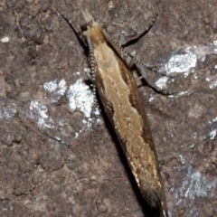 Plutella xylostella at O'Connor, ACT - 19 Nov 2017