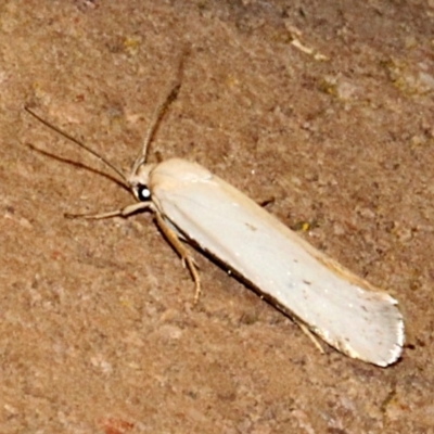 Philobota productella (Pasture Tunnel Moth) at O'Connor, ACT - 19 Nov 2017 by PeteWoodall