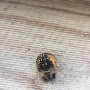 Formosia (Euamphibolia) speciosa at Nanima, NSW - 1 Feb 2018 05:35 PM