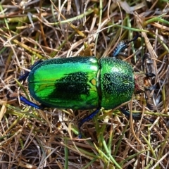 Lamprima aurata (Golden stag beetle) at Bendora Reservoir - 22 Nov 2014 by Jek