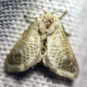 Doratifera pinguis at O'Connor, ACT - 7 Feb 2018 09:06 PM