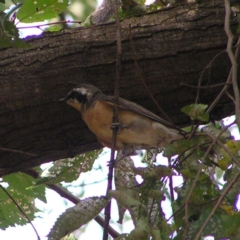 Chrysococcyx osculans (Black-eared Cuckoo) at Belconnen, ACT - 8 Feb 2018 by MatthewFrawley