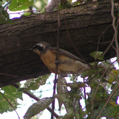 Chrysococcyx osculans (Black-eared Cuckoo) at Belconnen, ACT - 8 Feb 2018 by MatthewFrawley