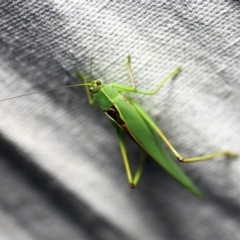 Torbia viridissima (Gum Leaf Katydid) at O'Connor, ACT - 7 Feb 2018 by ibaird