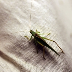 Torbia viridissima at O'Connor, ACT - 7 Feb 2018 09:22 PM