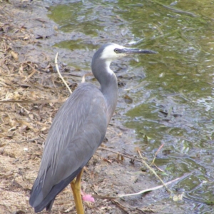 Egretta novaehollandiae at Belconnen, ACT - 8 Feb 2018