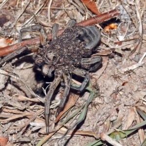 Tasmanicosa godeffroyi at Macarthur, ACT - 8 Feb 2018 07:00 PM