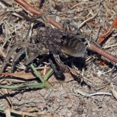 Tasmanicosa godeffroyi at Macarthur, ACT - 8 Feb 2018 07:00 PM