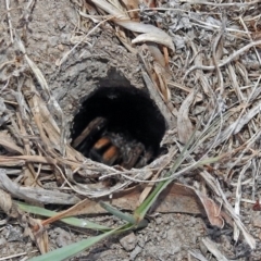 Tasmanicosa godeffroyi at Macarthur, ACT - 8 Feb 2018 07:00 PM