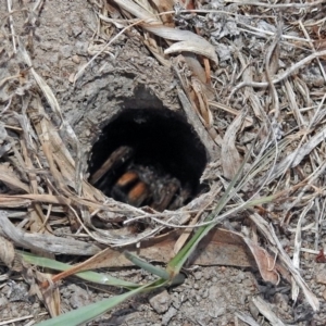 Tasmanicosa godeffroyi at Macarthur, ACT - 8 Feb 2018