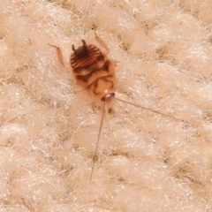 Robshelfordia sp. (genus) at Fadden, ACT - 1 Feb 2018