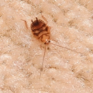 Robshelfordia sp. (genus) at Fadden, ACT - 1 Feb 2018 08:34 AM