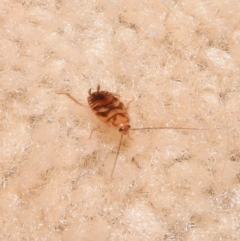 Robshelfordia sp. (genus) at Fadden, ACT - 1 Feb 2018